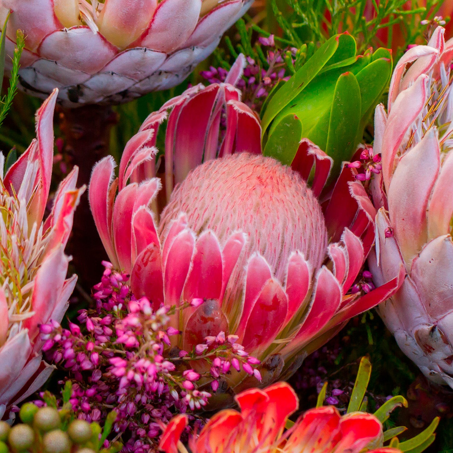 Protea Napkin