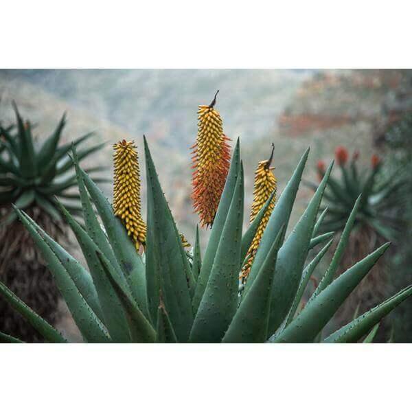 Aloe Ferox print