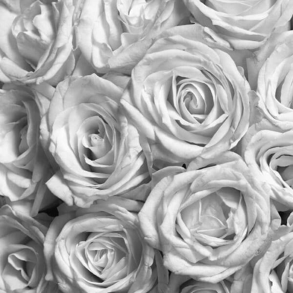grey roses print