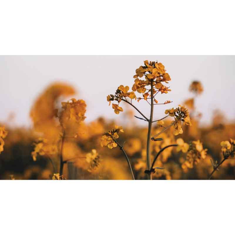 Luxe Rectangular Cushion - Mustard Blossoms - LAPERLE