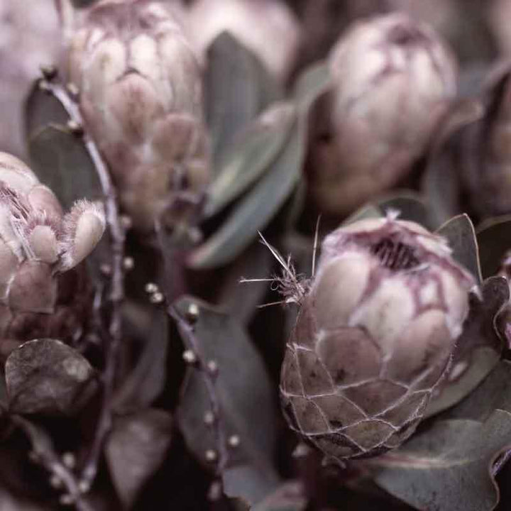Luxe Scatter Cushion - Protea bundle - LAPERLE