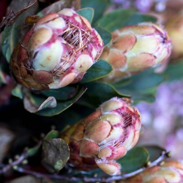 Protea Bunch print