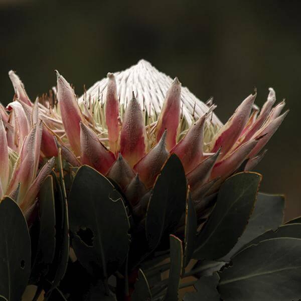 Protea King print