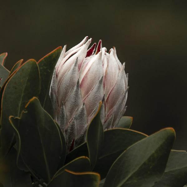 Protea White print
