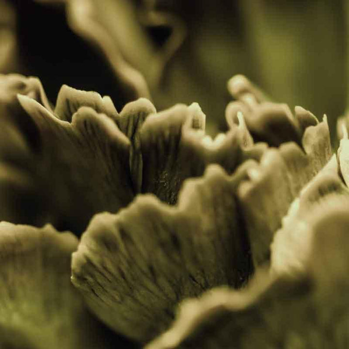 Luxe Scatter Cushion - Shades of Green mushroom - LAPERLE