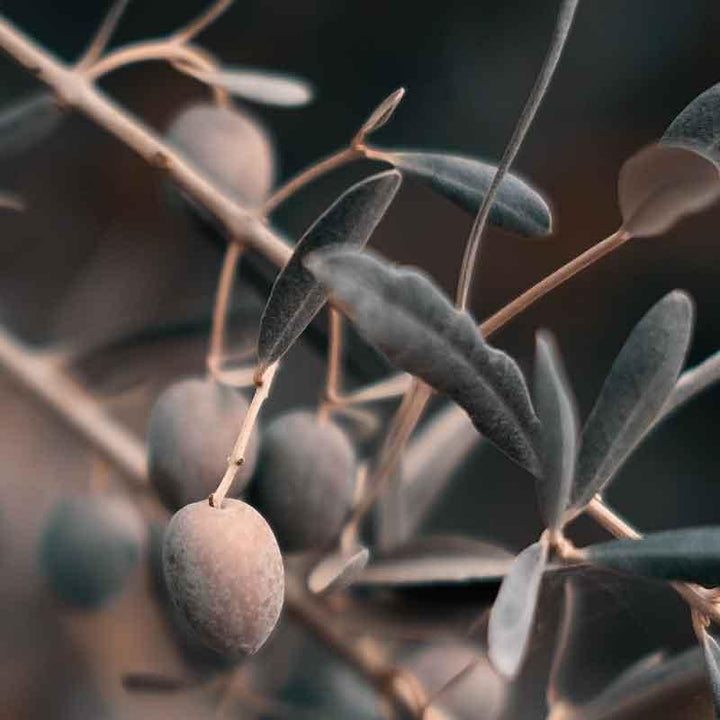 Luxe Scatter Cushion - Autumn Olives - LAPERLE