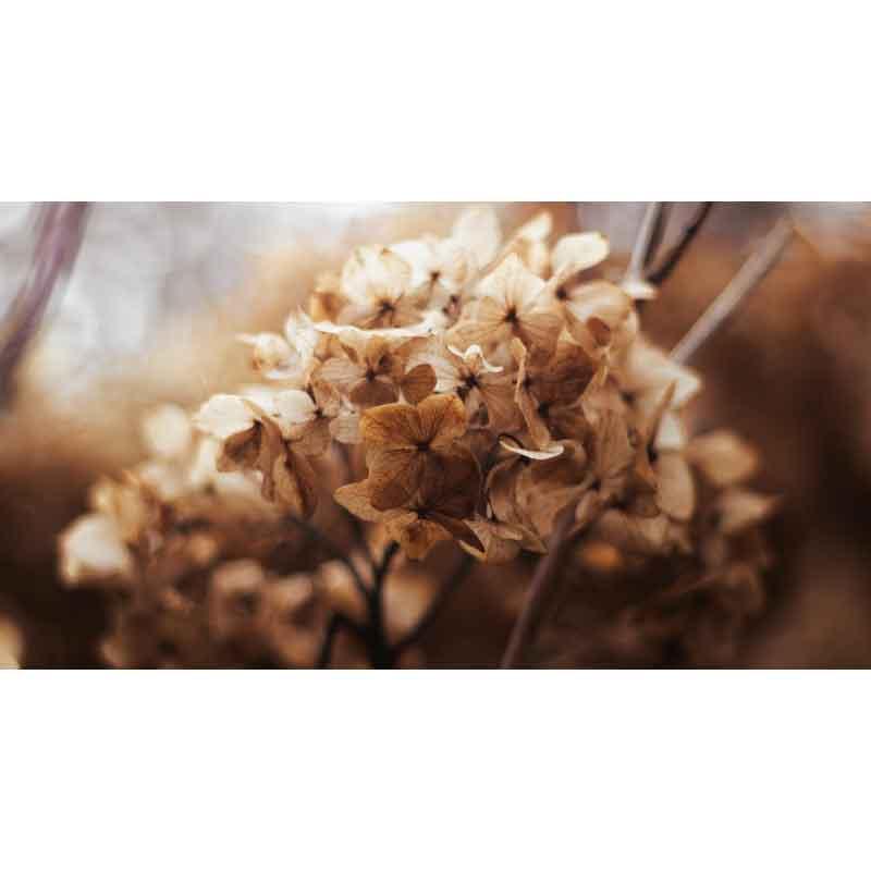 Luxe Rectangular Cushion - Dried Hydrangea - LAPERLE