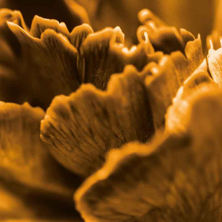 Luxe Scatter Cushion - Textured mustard mushroom - LAPERLE