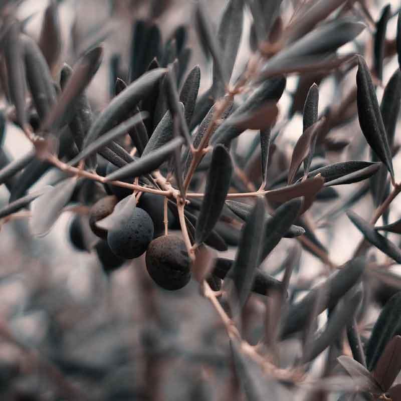 Luxe Scatter Cushion - Seasonal Olives - LAPERLE