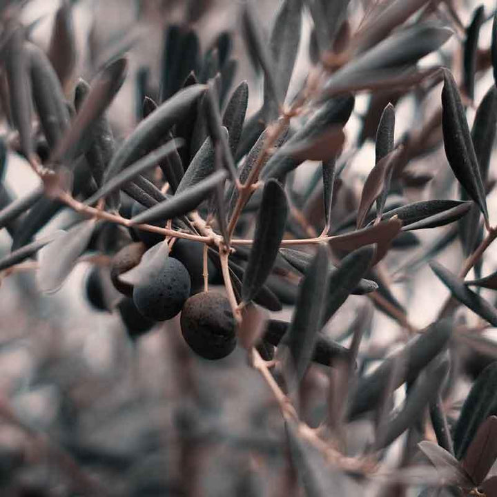 Luxe Scatter Cushion - Seasonal Olives - LAPERLE