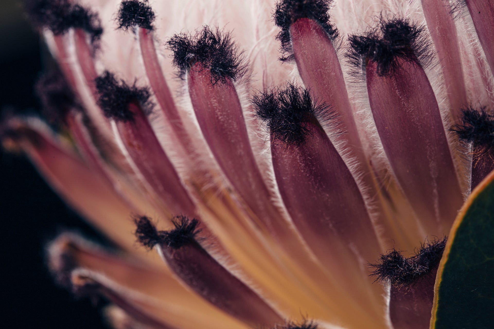 Luxe Rectangular Cushion - Protea Texture/ Close Up