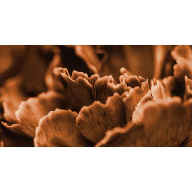 Luxe Rectangular Cushion - Terracotta mushroom - LAPERLE