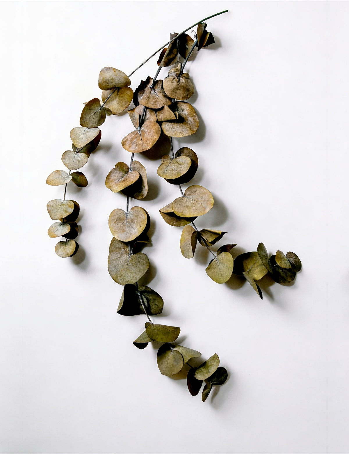 Tea Towels - Eucalyptus