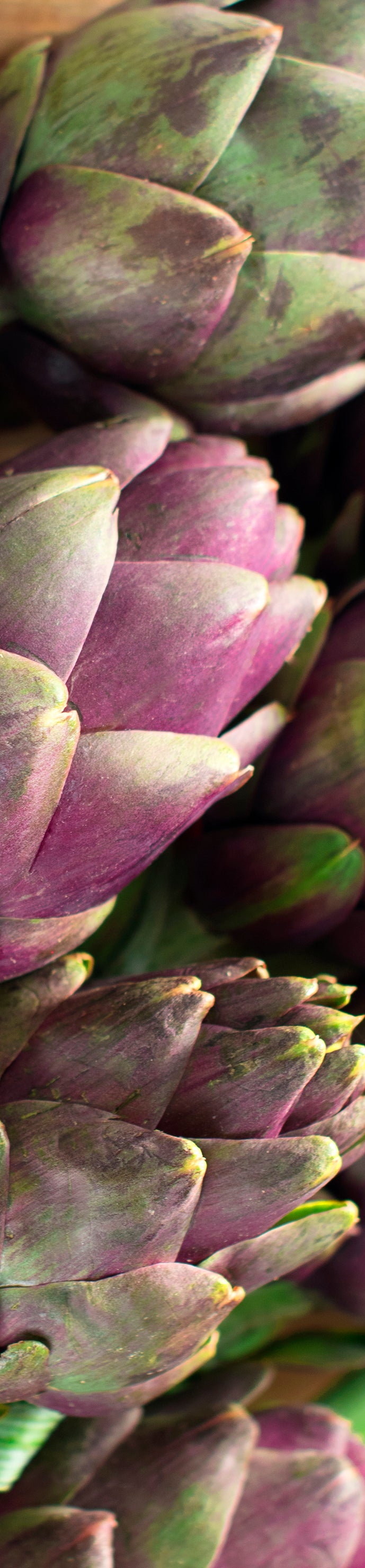 Runner - Artichokes