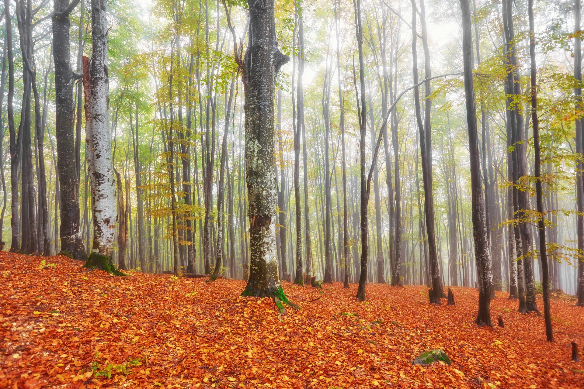 Wallpaper - Autumn Landscape