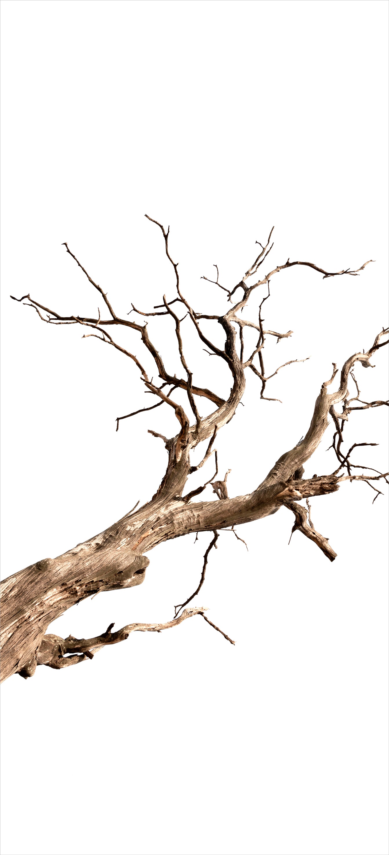 Tablecloth - Dried Tree Branches