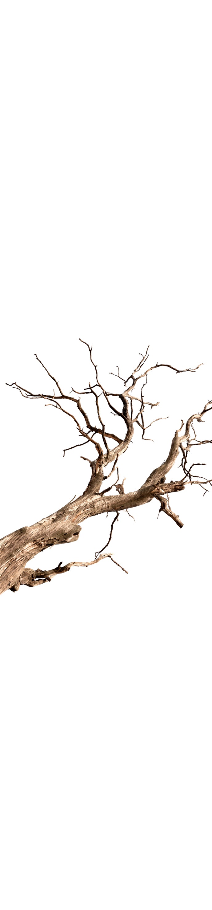 Runner - Dried Tree Branches