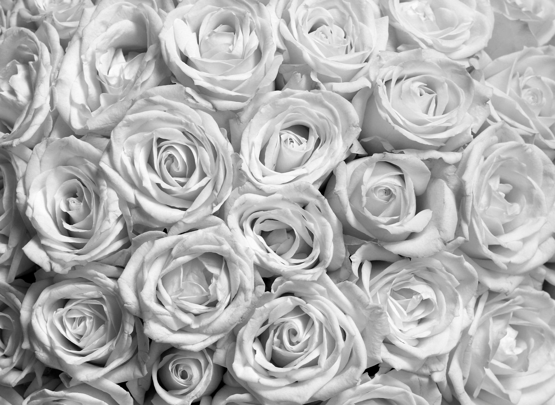 Headboard - Grey Roses
