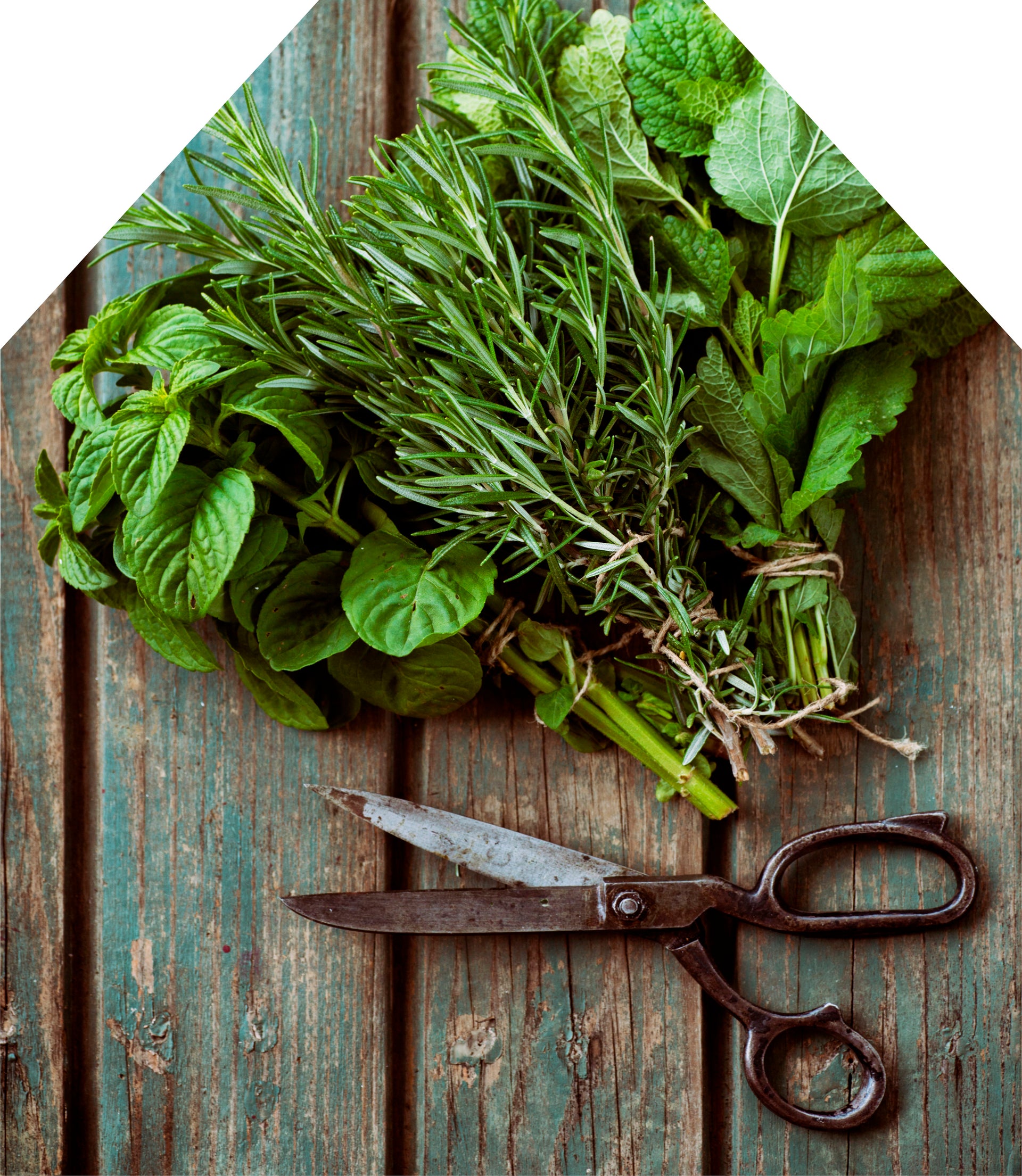 Printed Apron - Herbs