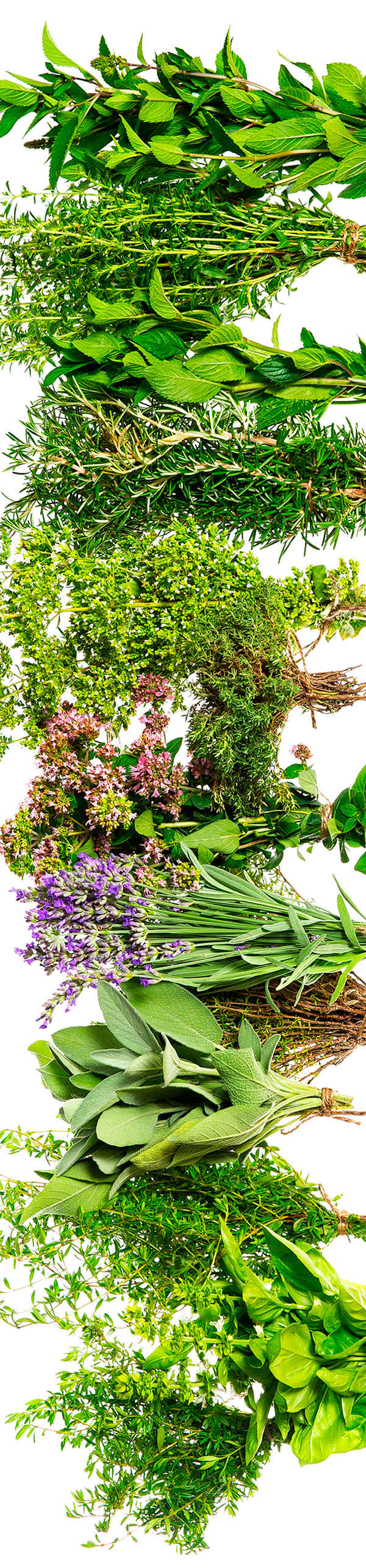 Runner - Herbs