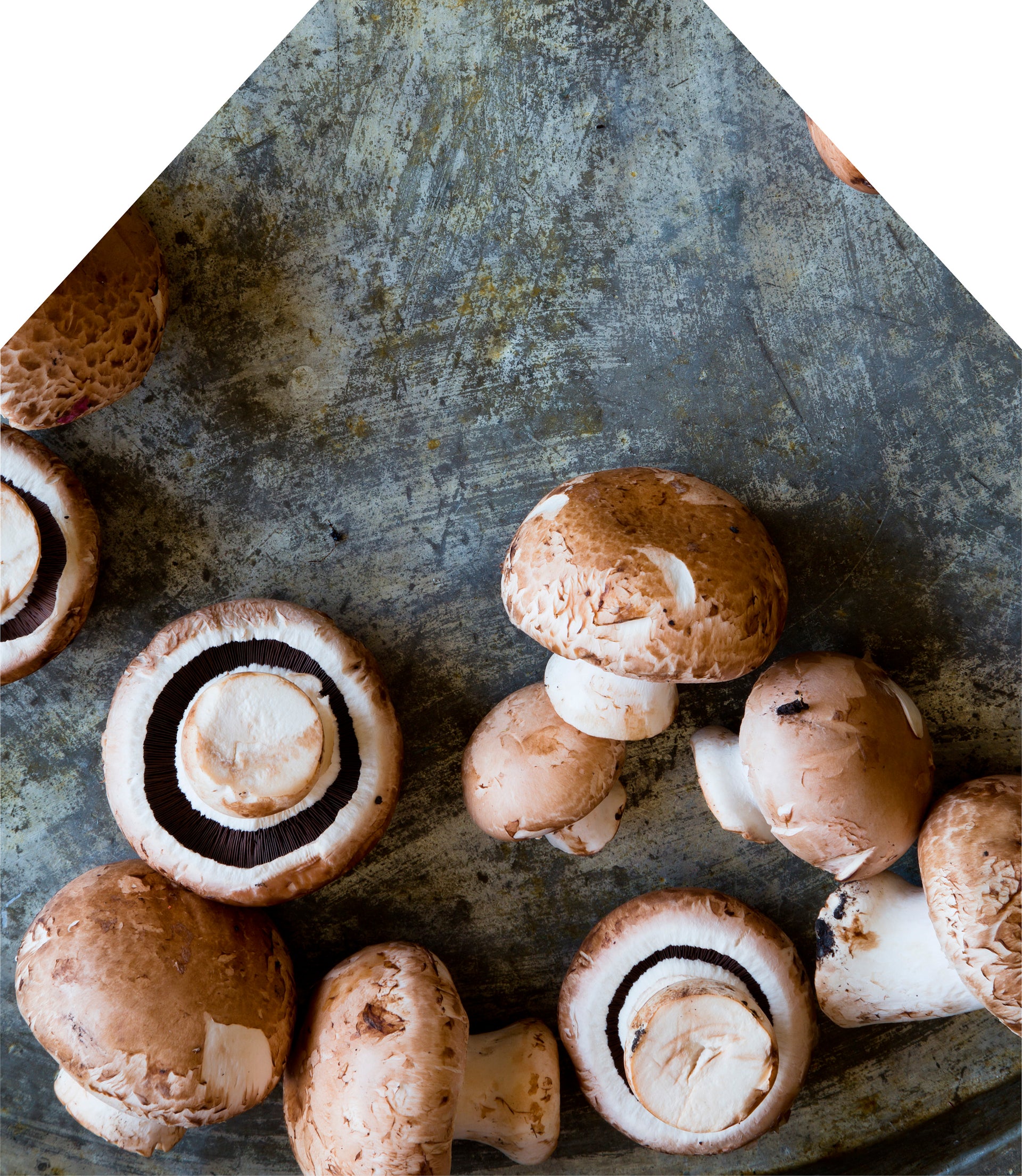 Printed  Apron - Mushrooms