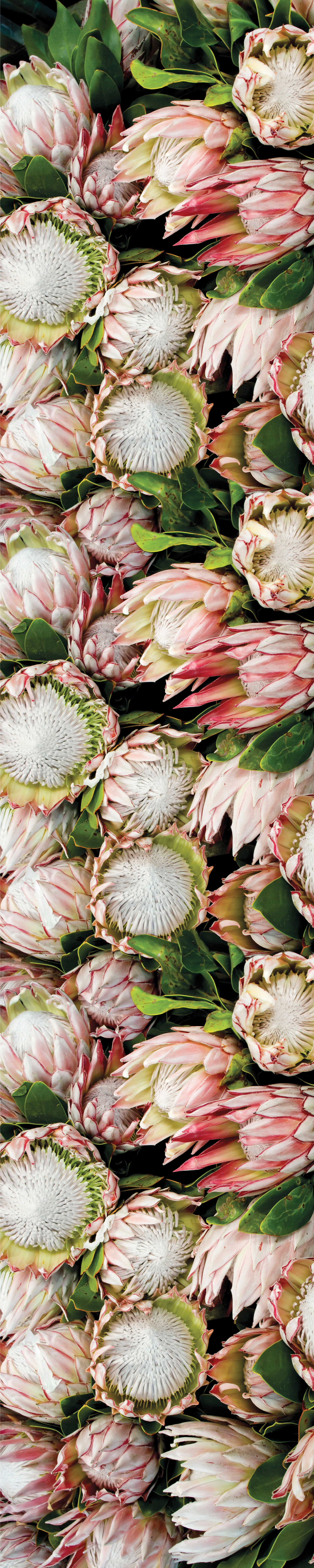 Runner - Pastel Protea