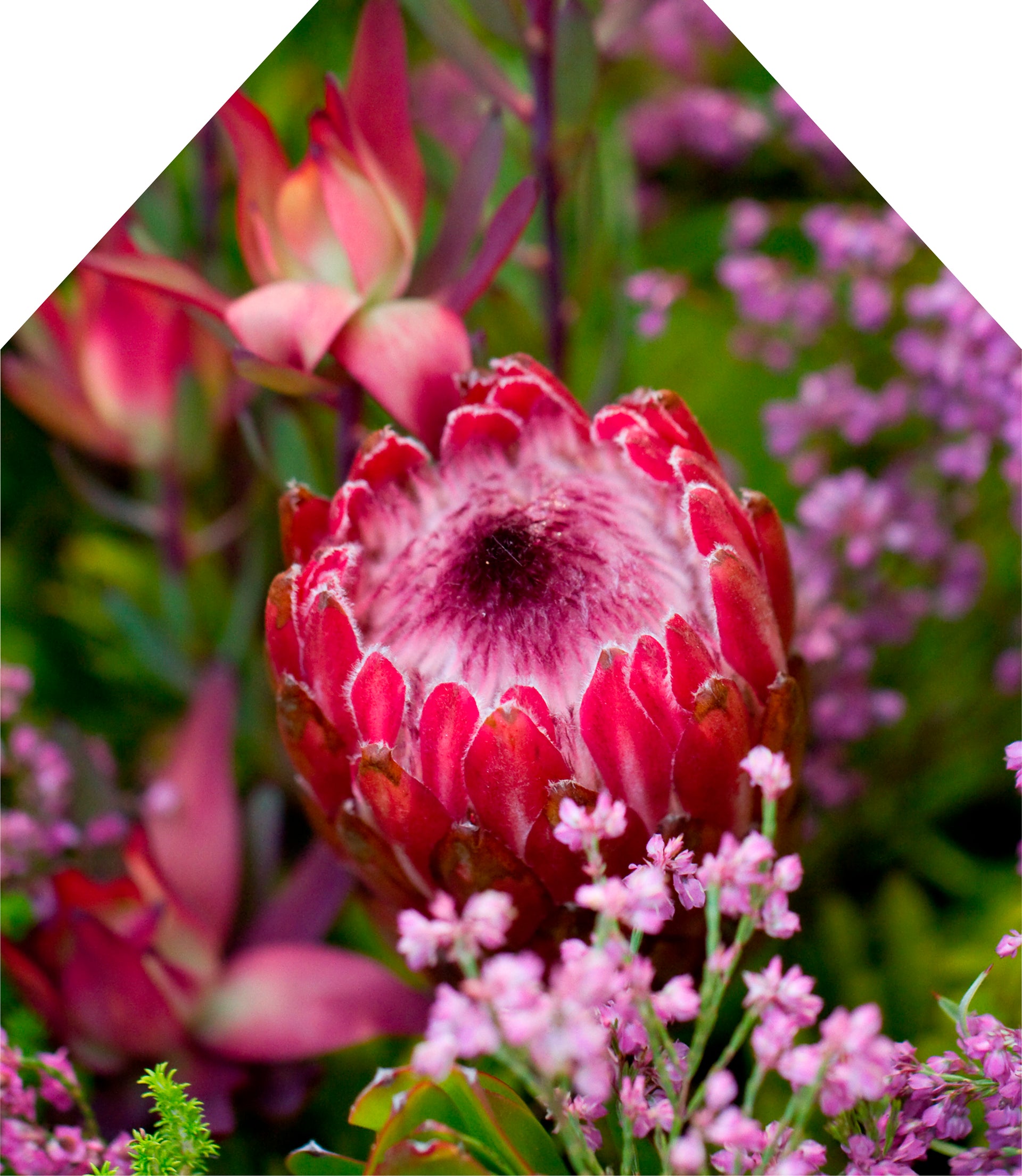 Printed Apron - Wild Protea