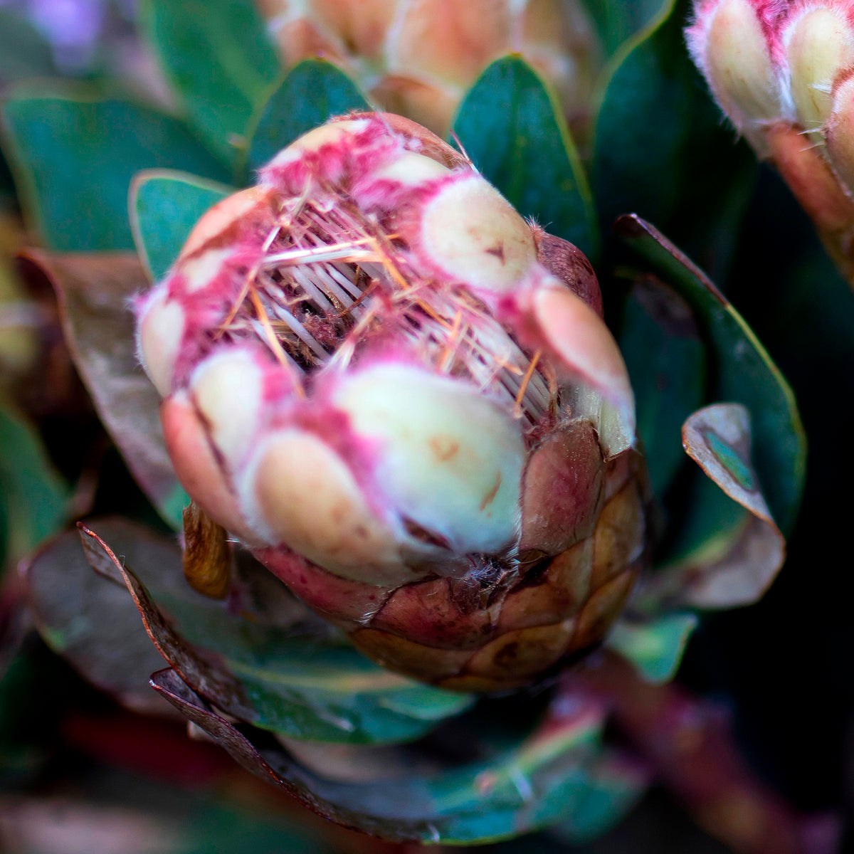 Scatter Cushions  - Single Protea