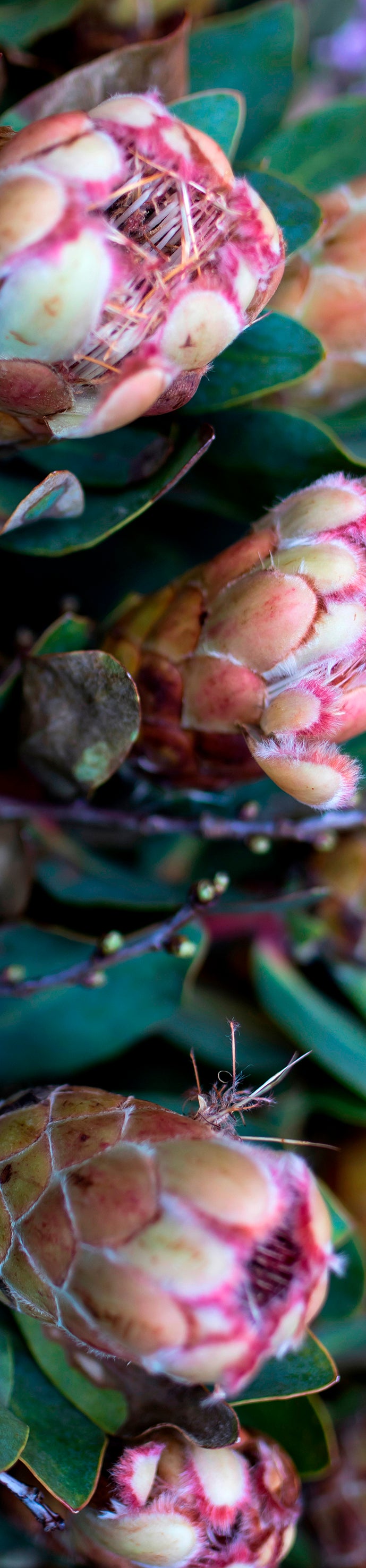 Runner - Protea Bunch
