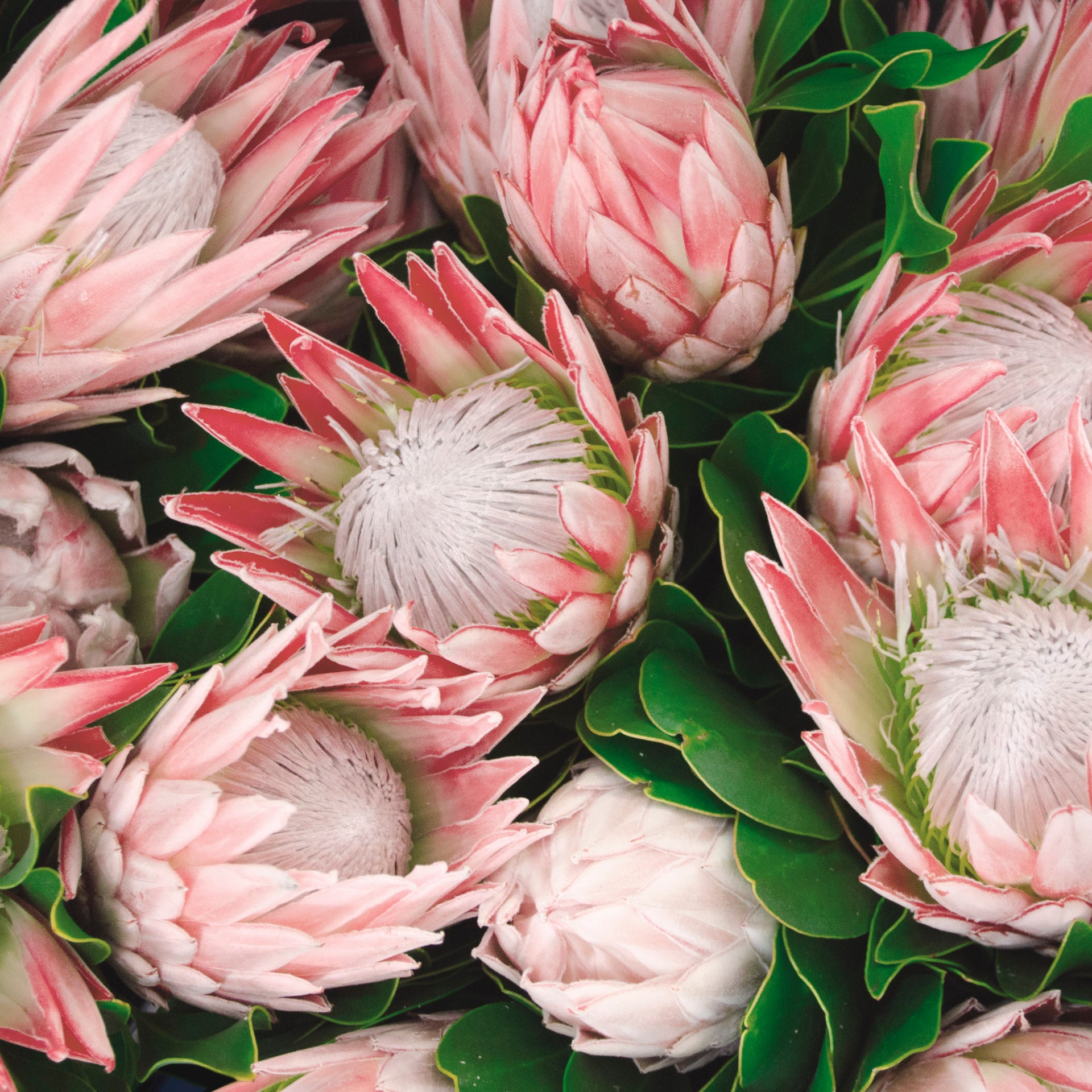 Napkin Set  - Pastel Protea
