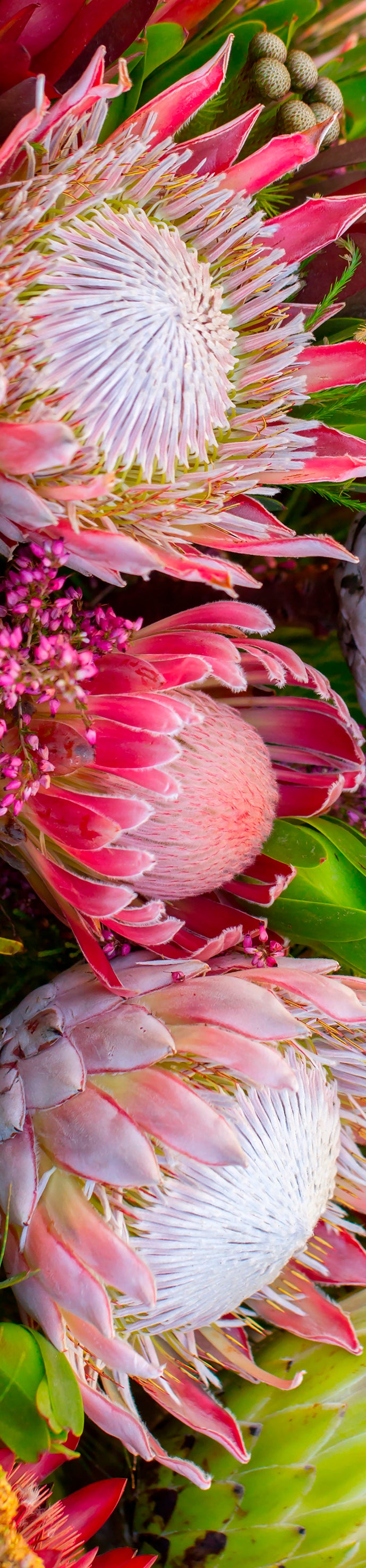 Runner - Protea