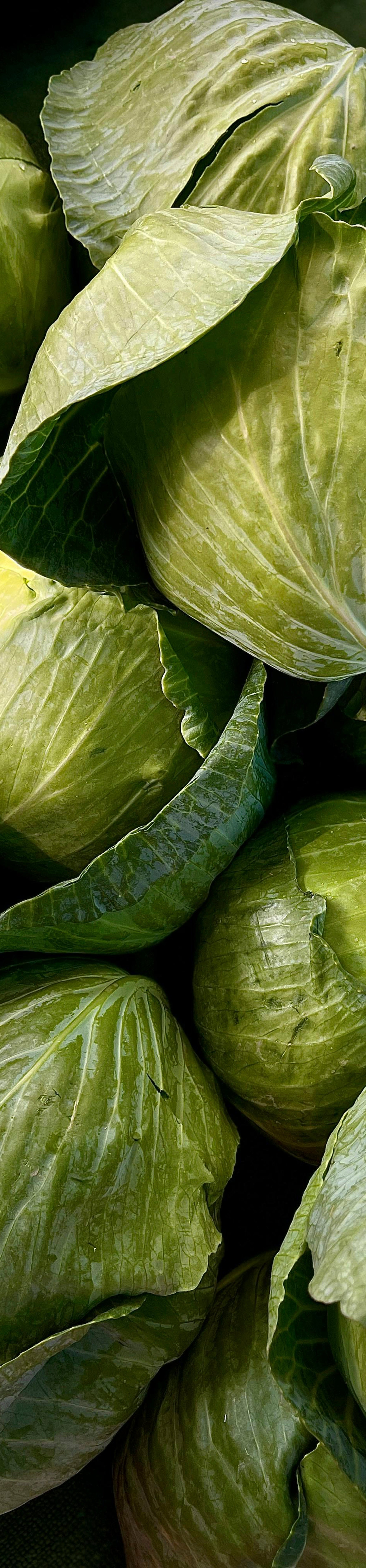 Runner - Cabbage Patch