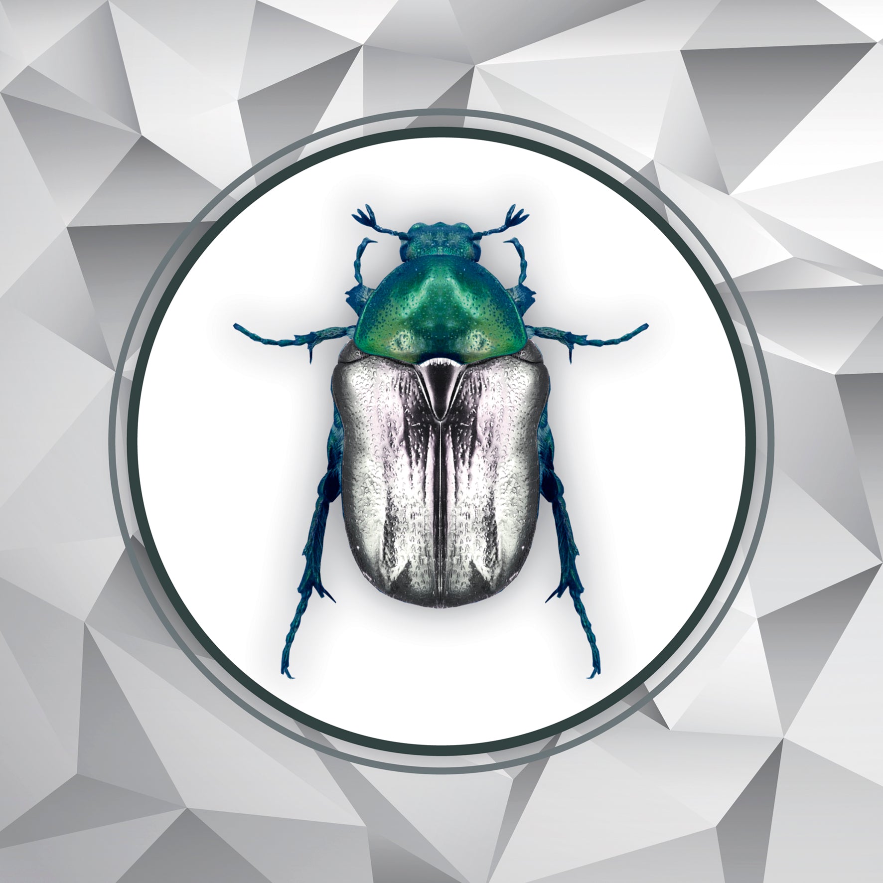 Scatter Cushion  - Grey Scarab