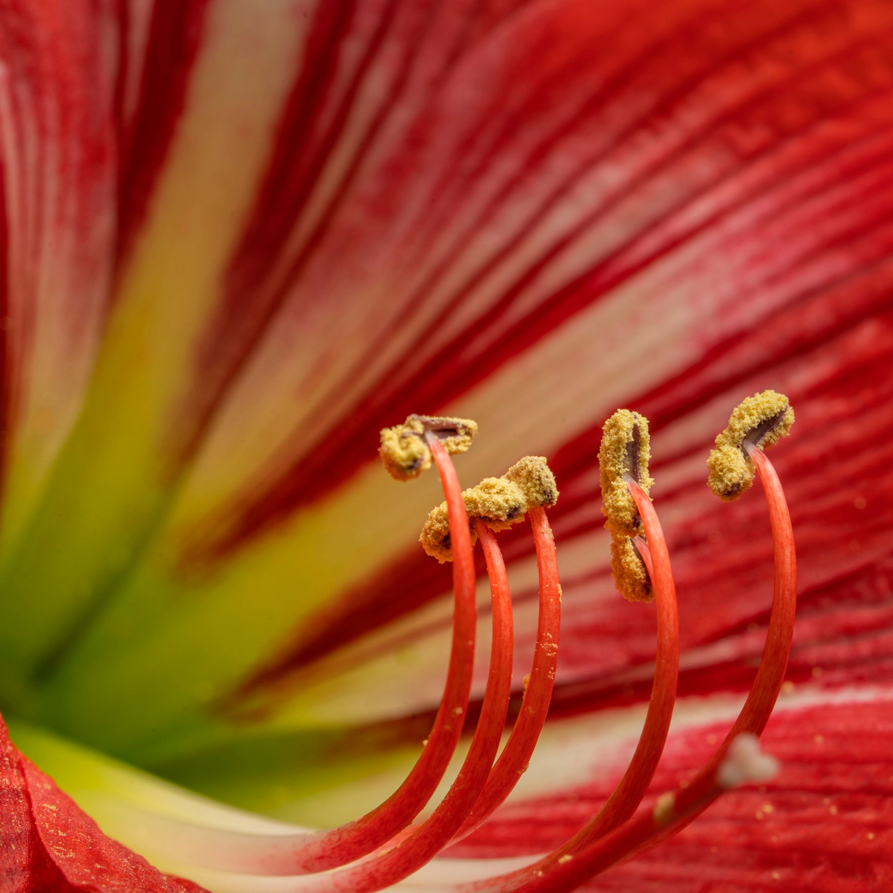 Velvet & Cotton Cushion  - Red Lily