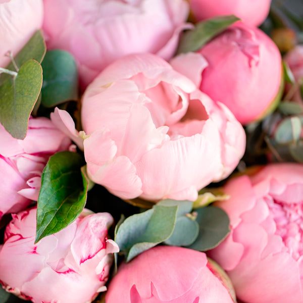 Single Napkin  - Blossoming Pink Peonies
