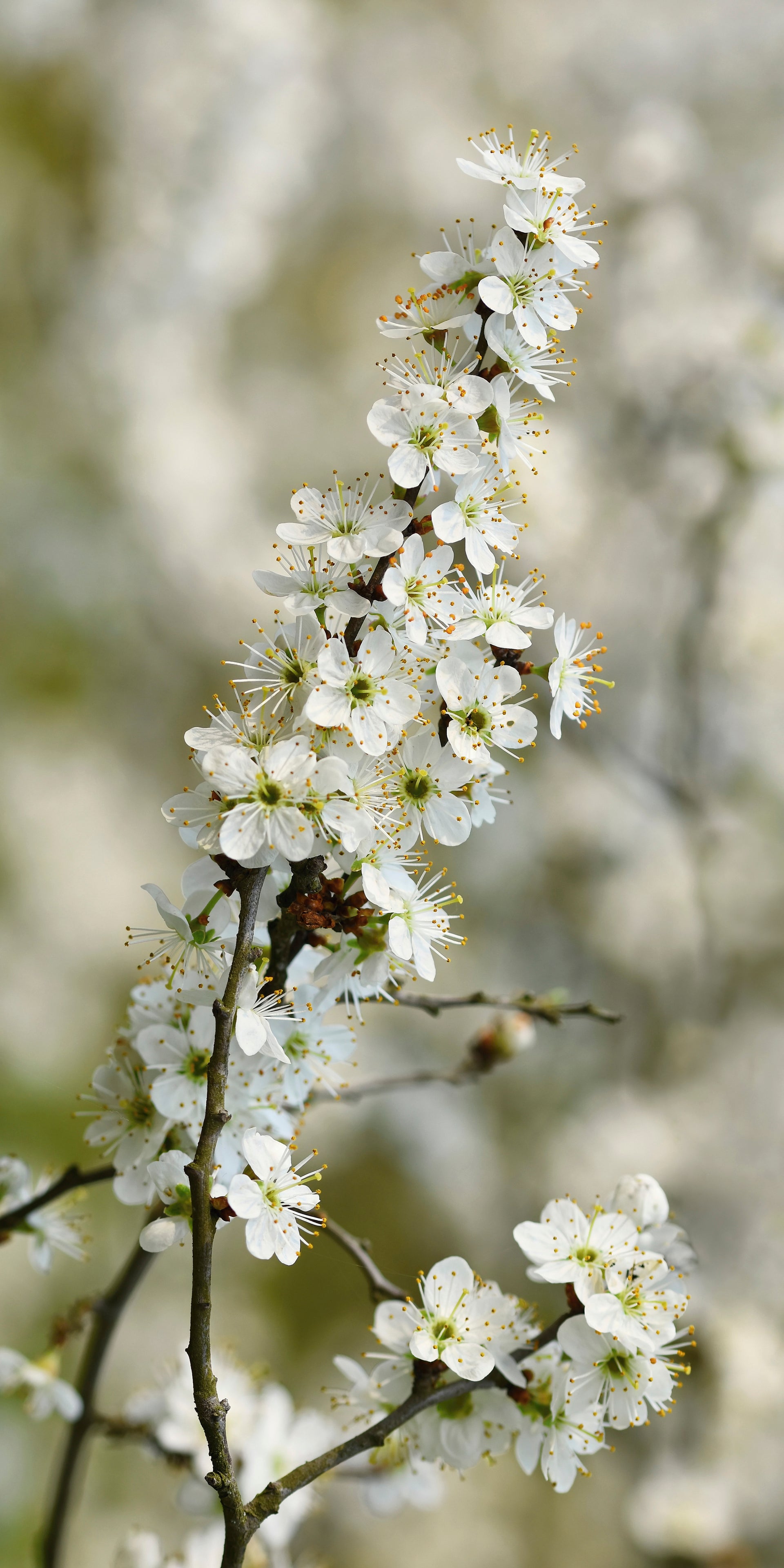 Tablecloth  - White Blossoms