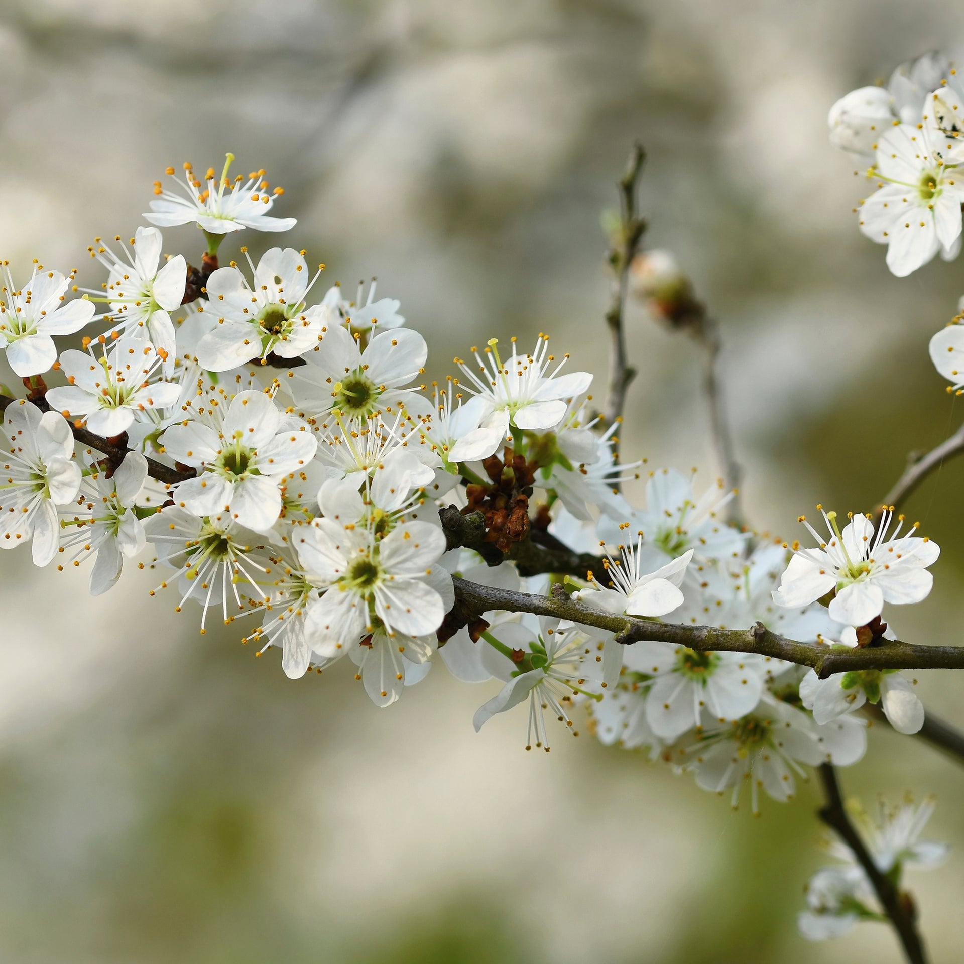Napkin Set  - White Blossoms