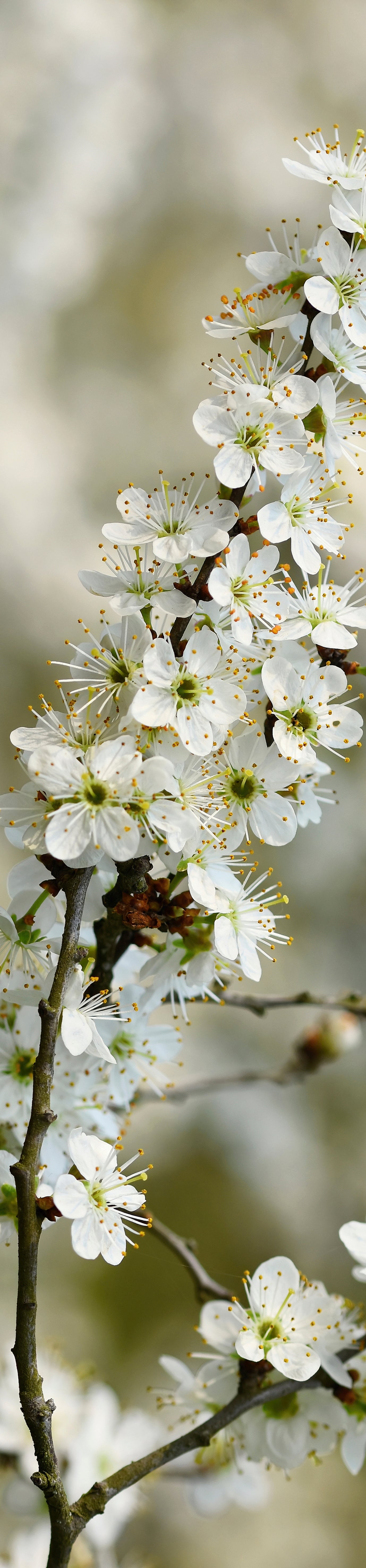 Runner - White Blossoms