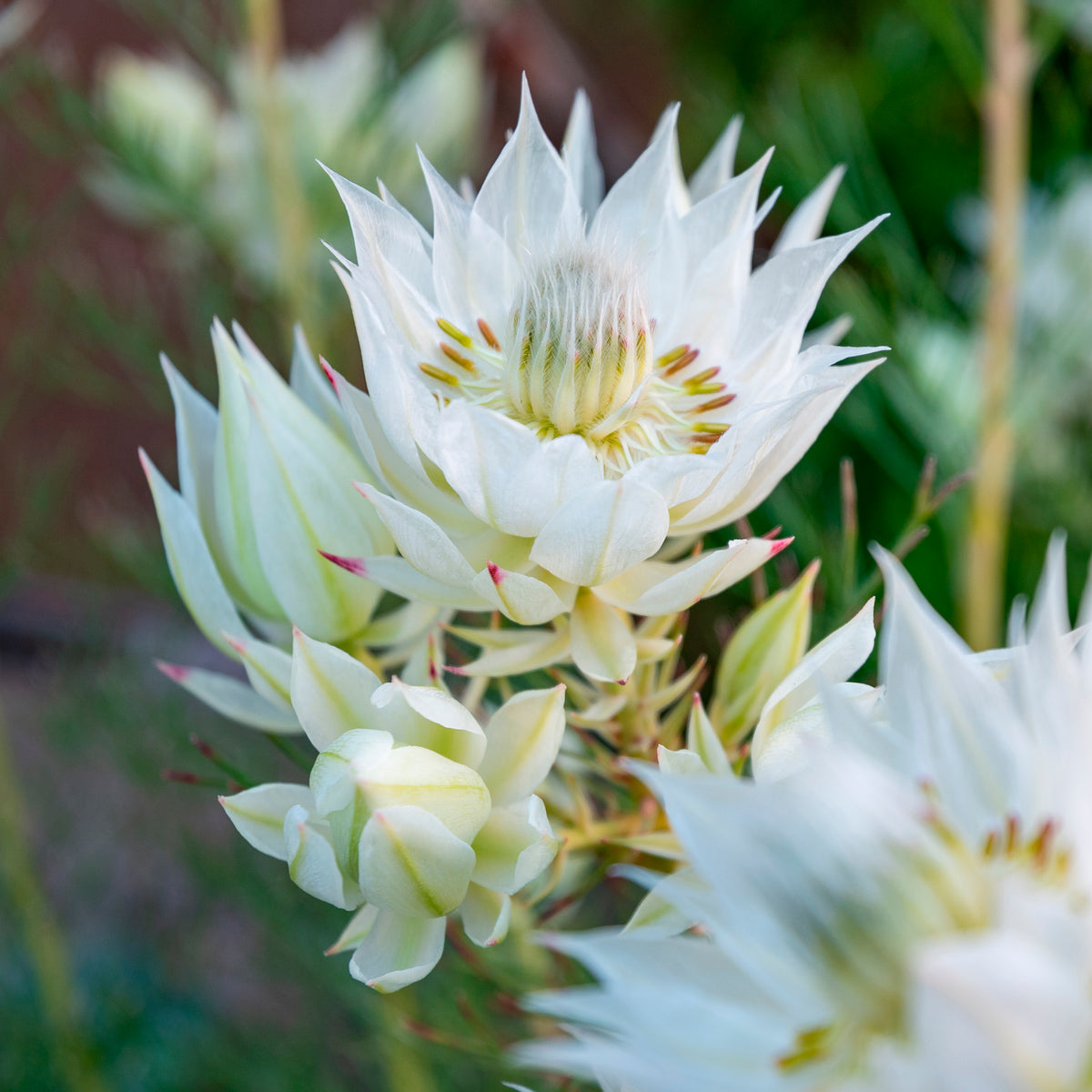 Scatter Cushions  - White Protea