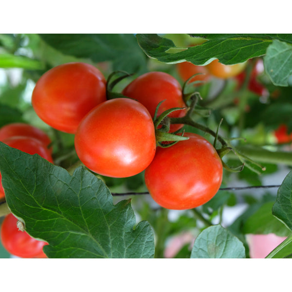 Tea Towels - Tomatoes on a Vine