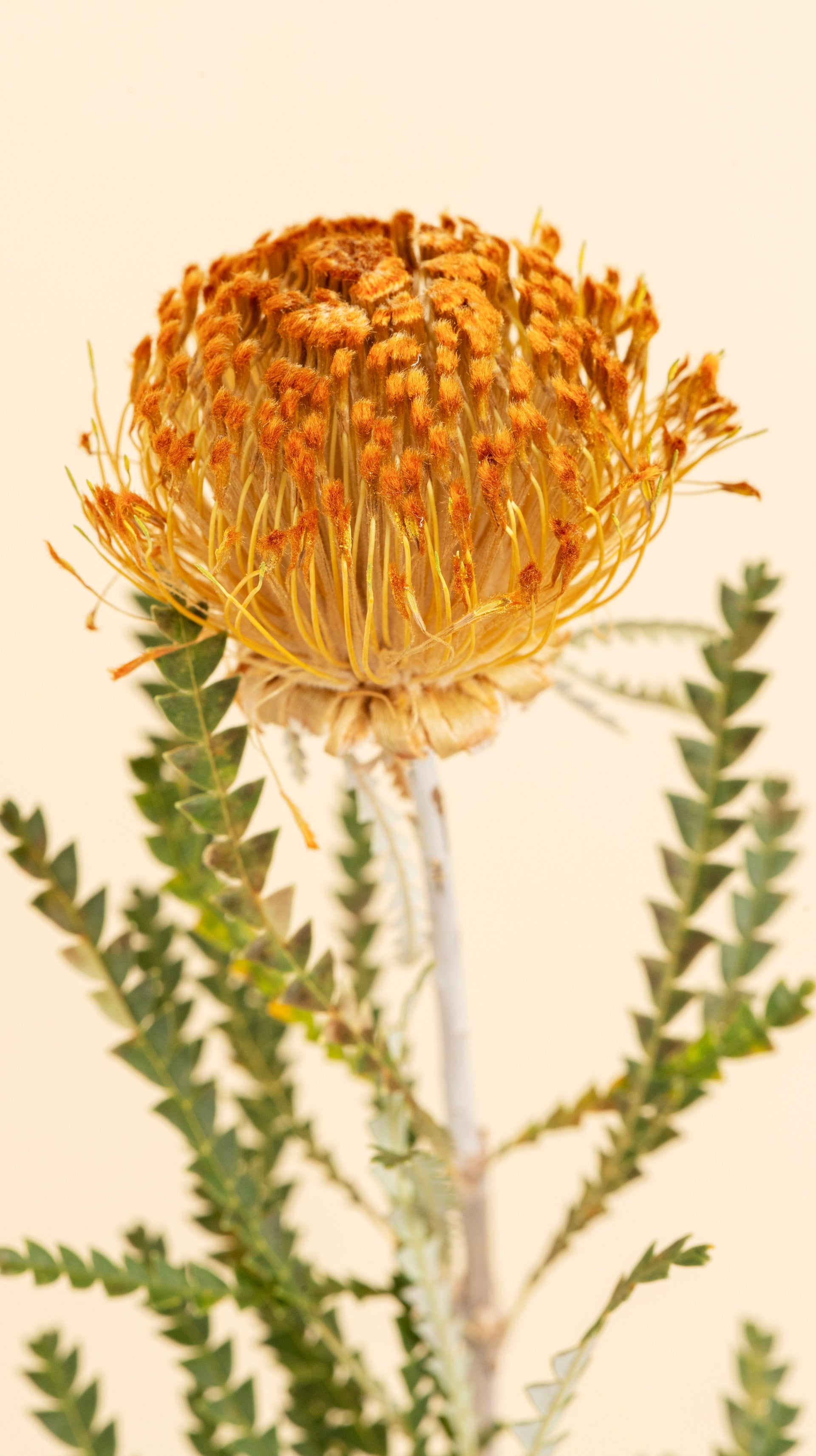 Tablecloth  - Orange Pincushion