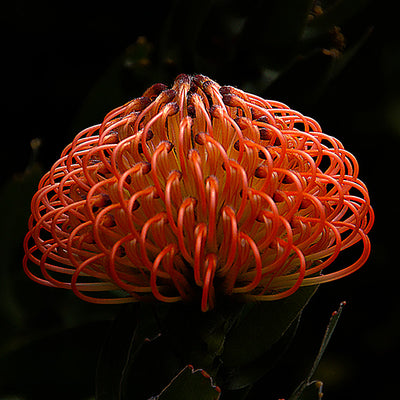 Scatter Cushion - Moody Protea