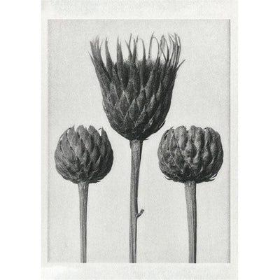 Art Print - Bare Stemmed Common Saw–Wort - Karl Blossfeldt-(1928) - LAPERLE