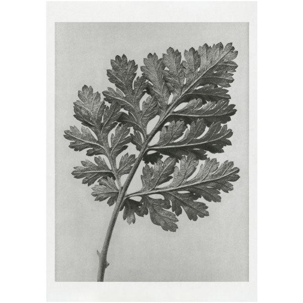 Art Print - Feverfew chrysanthemum - Karl Blossfeldt (1928) - LAPERLE