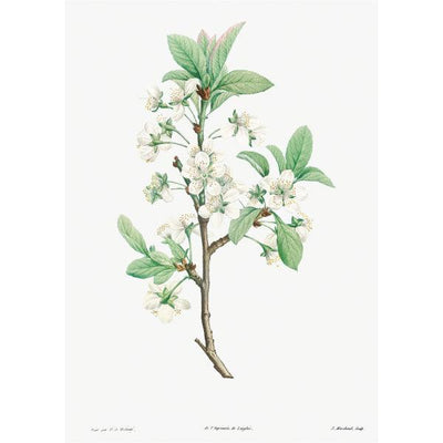 Art Print - Plum Flower - Pierre-Joseph Redouté (1759–1840) - LAPERLE