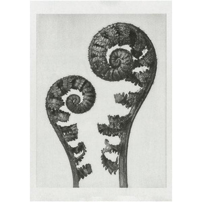 Art Print - Shield Fern Fronds - Karl Blossfeldt (1928) - LAPERLE