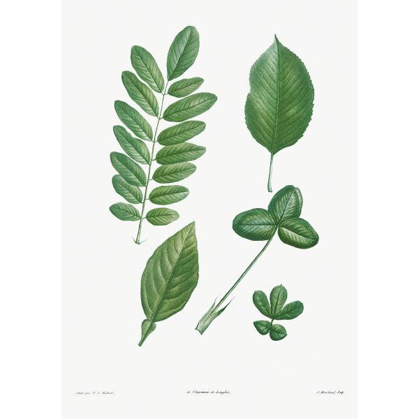 Art Print - Tree leaf set - Pierre-Joseph Redouté (1759–1840) - LAPERLE