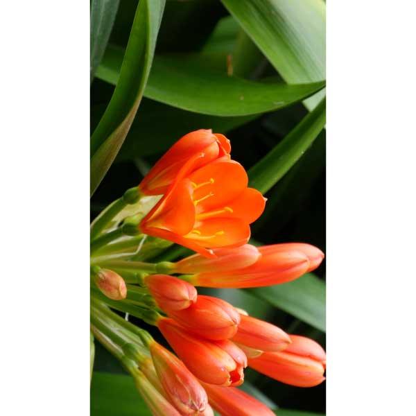 Clivia miniata orange flamboyant flower print