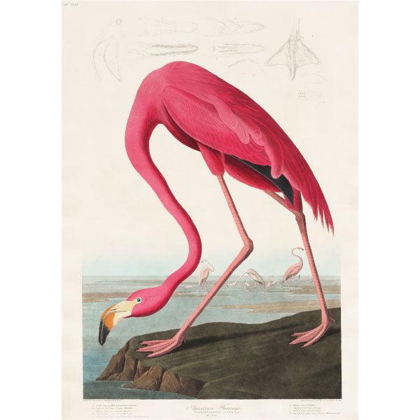 Art Print - Pink Flamingo - Robert Havell (1793 - 1878) - LAPERLE