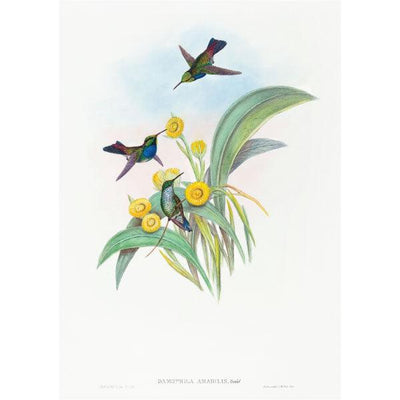 Art Print - Blue-breasted Hummingbird) (1804–1902) - LAPERLE